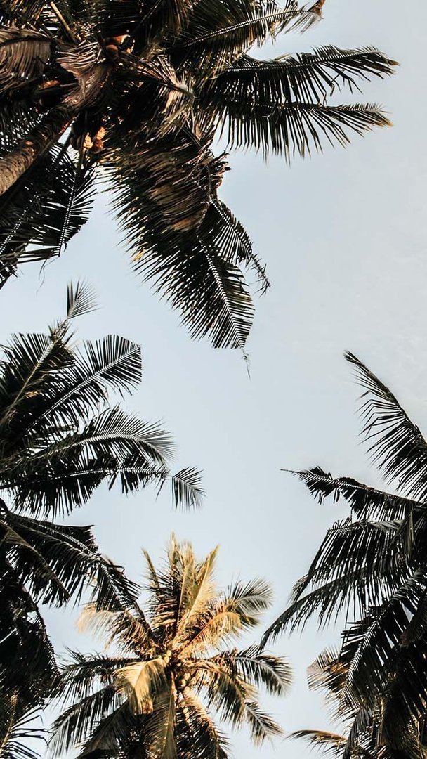 Palm Tree iPhone Wallpaper.jpg