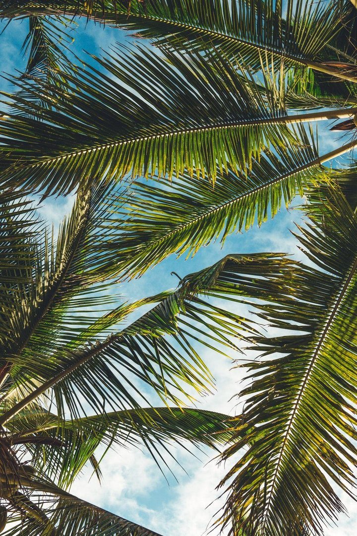 Palm Tree iPhone Background.jpg