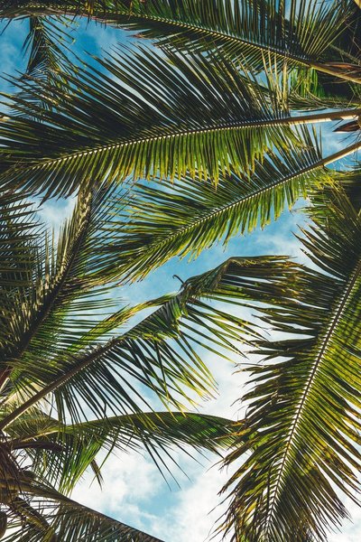 Palm Tree iPhone