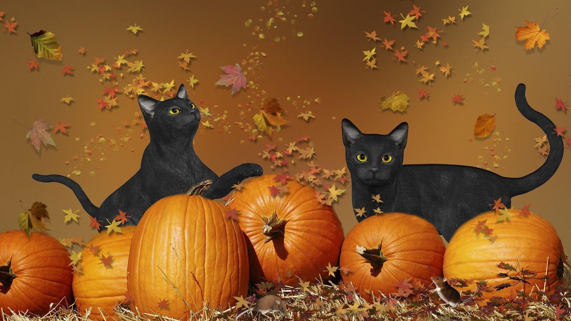 Halloween Cat Wallpapers.jpg