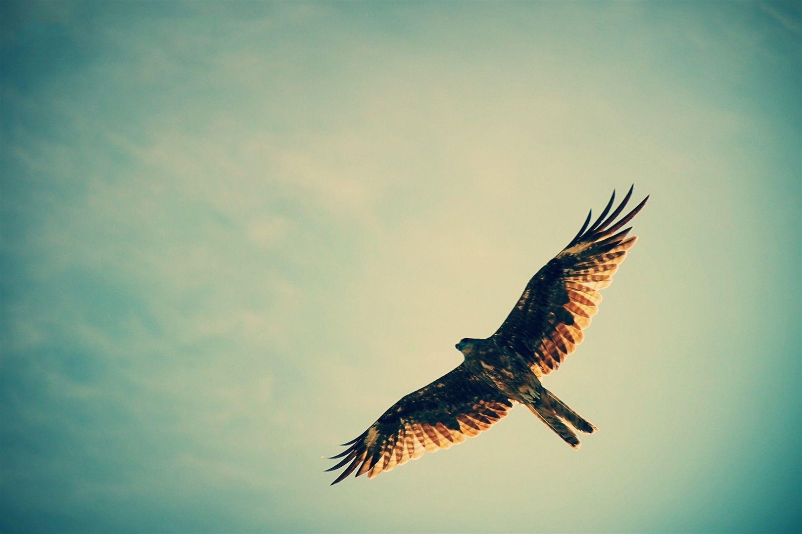 Hawk Wallpapers.jpg