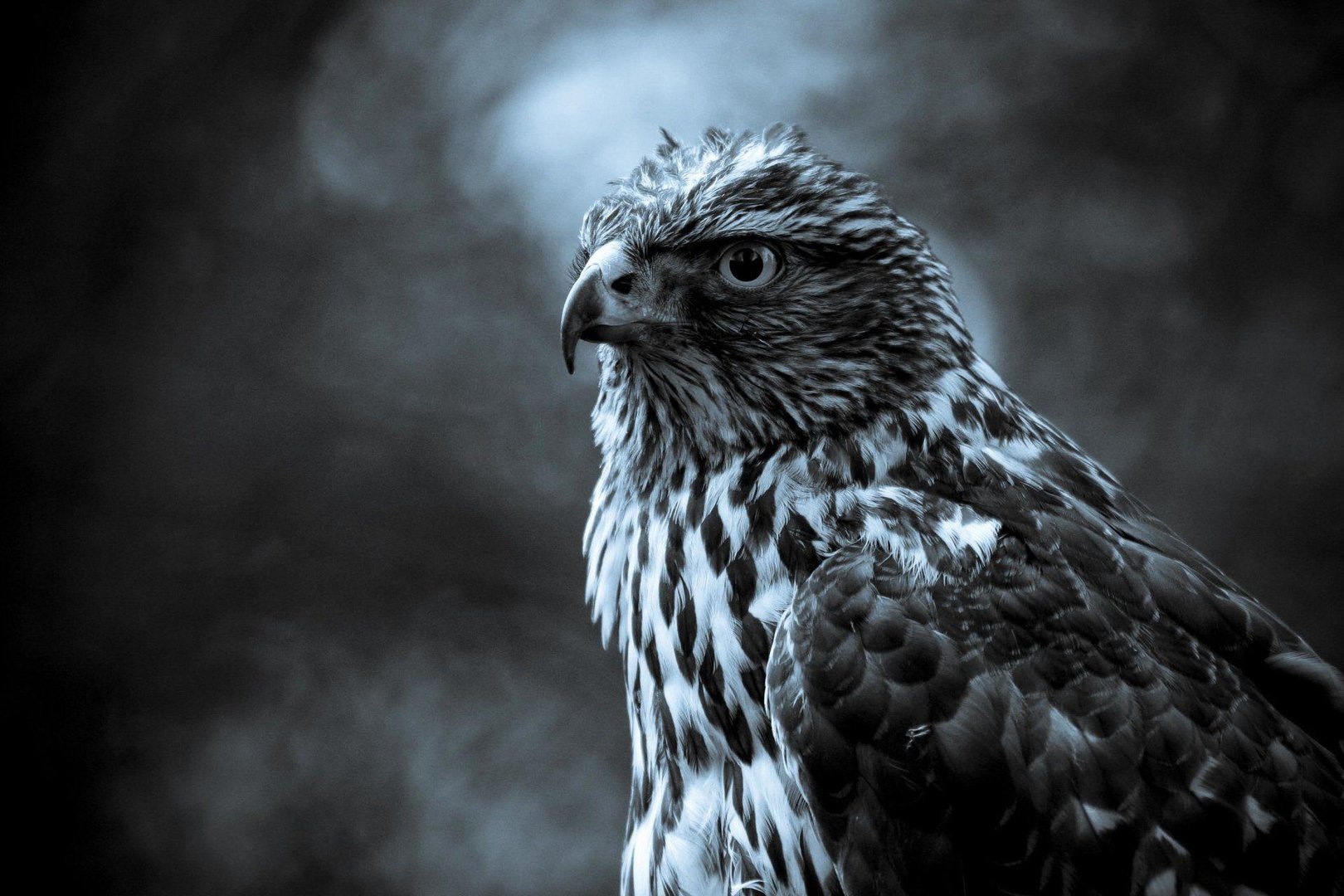 Hawk Images.jpg