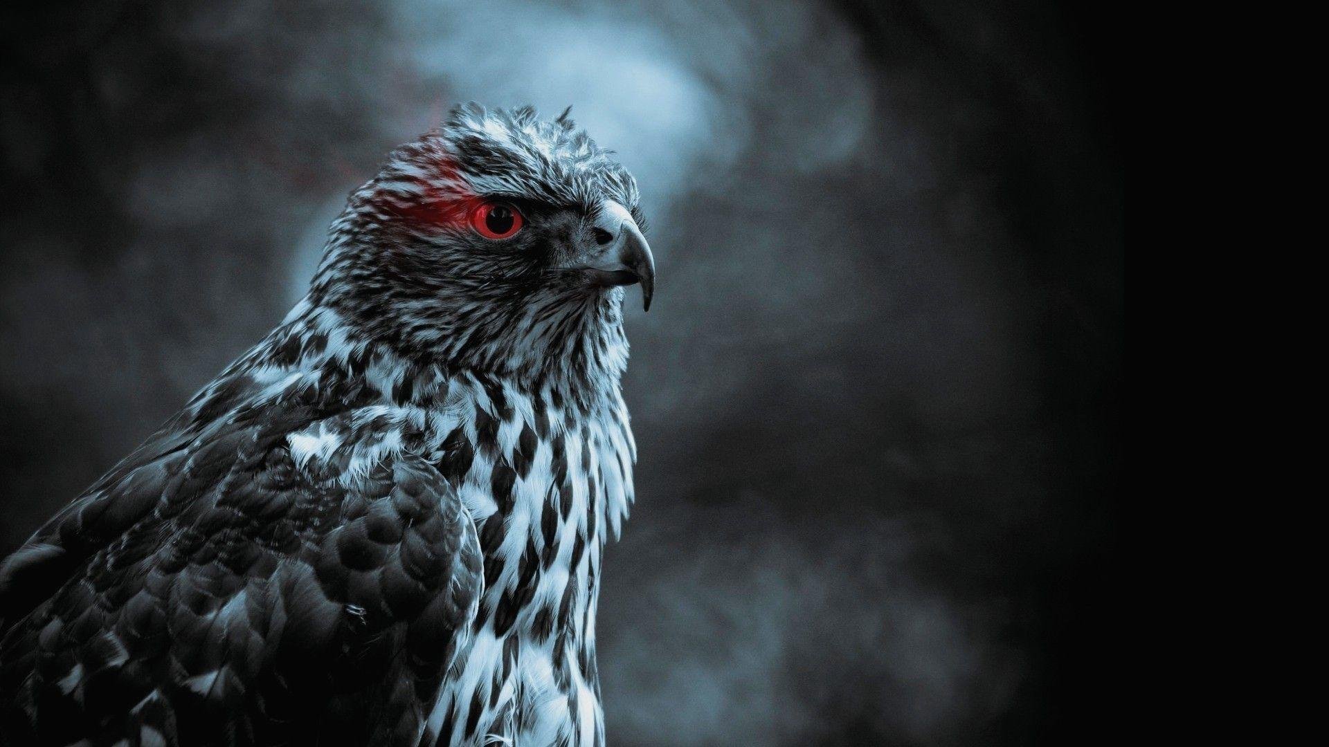 Hawk Pictures.jpg