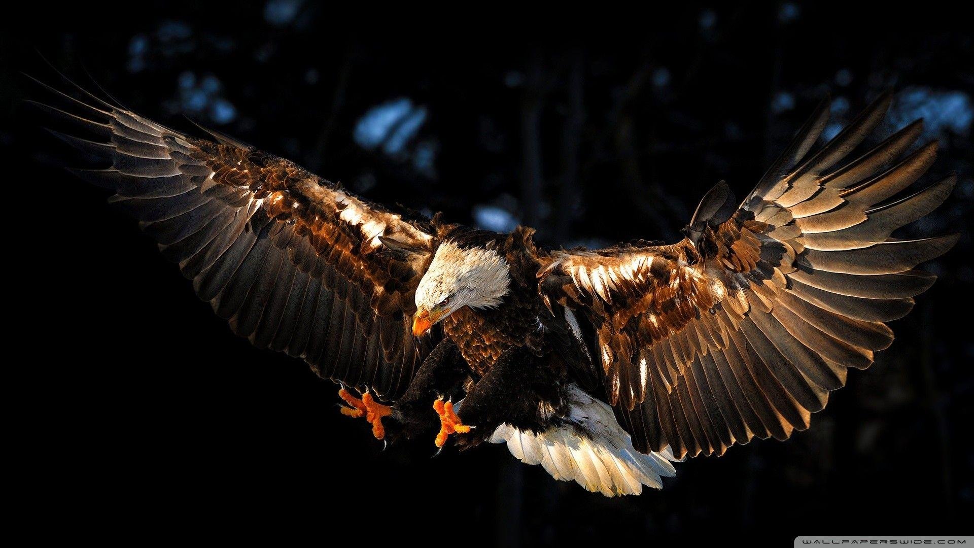 Hawk Wallpaper.jpg