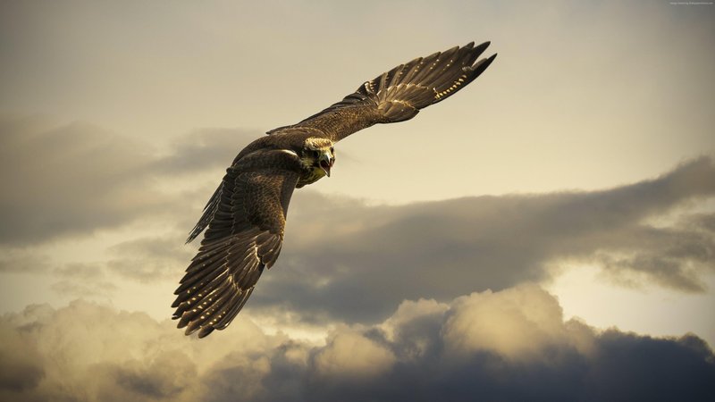 Hawk