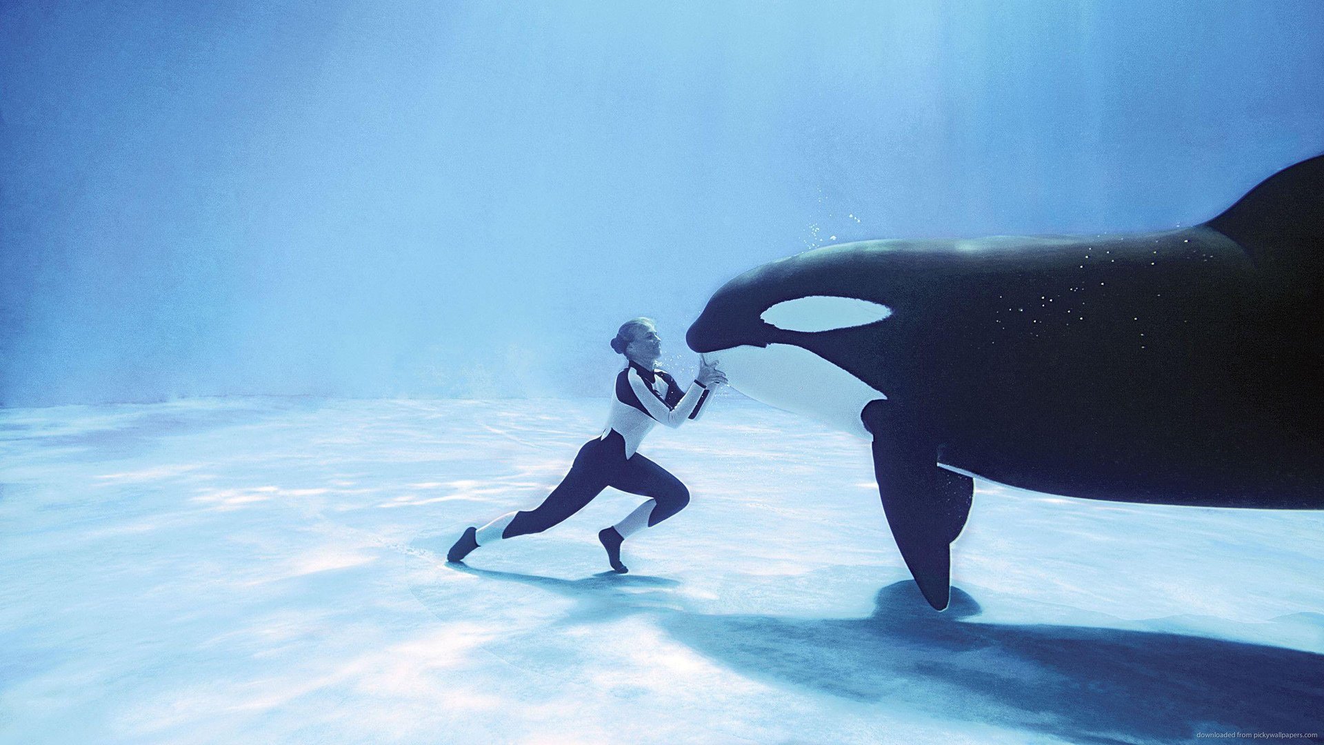 Orca Wallpapers.jpg