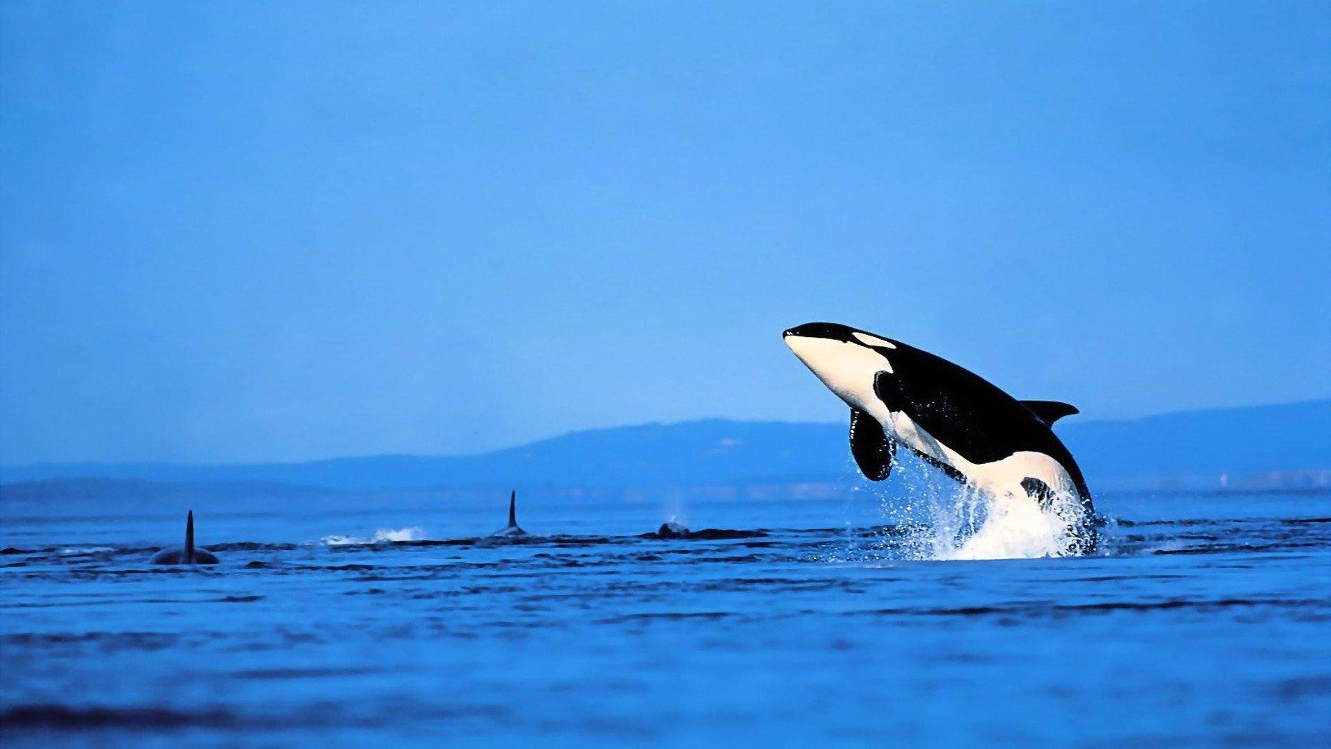 Orca Images.jpg