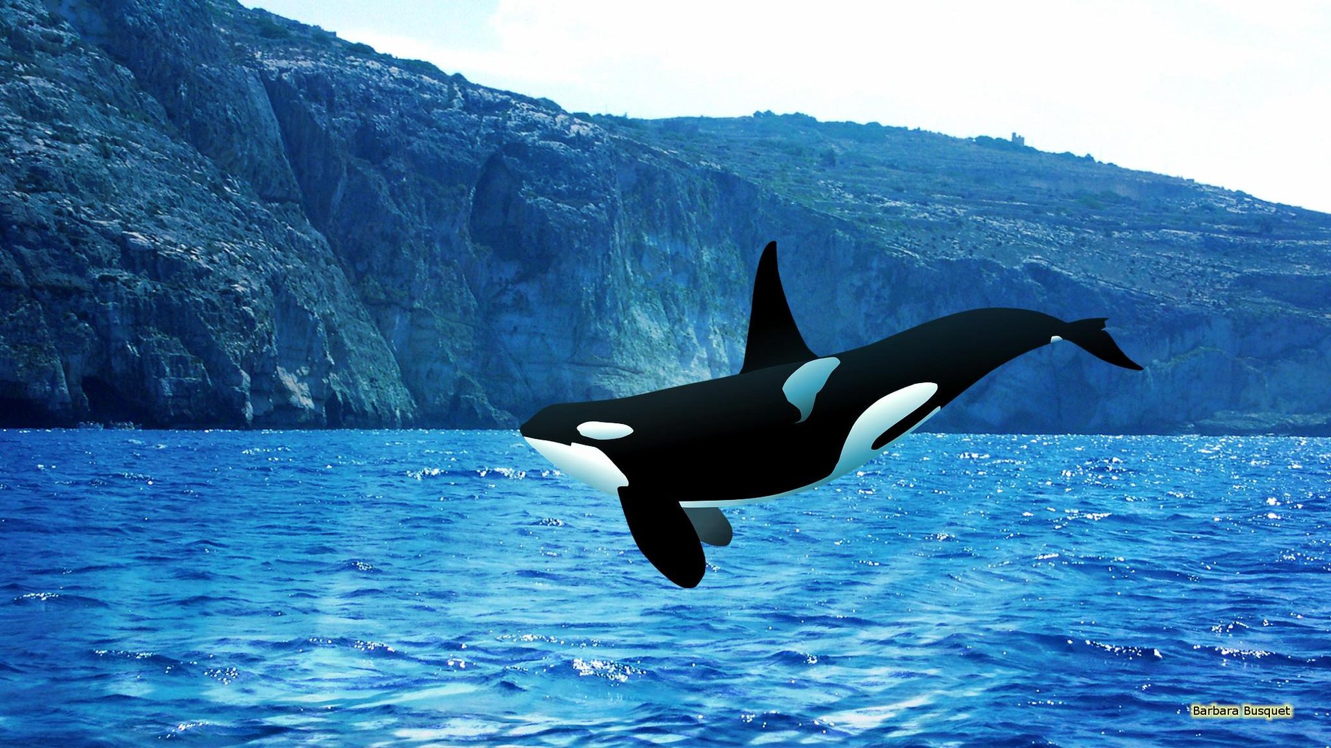 Orca Pictures.jpg