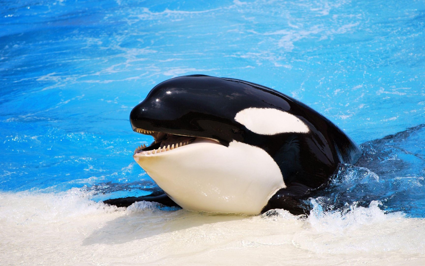 Orca Wallpaper.jpg