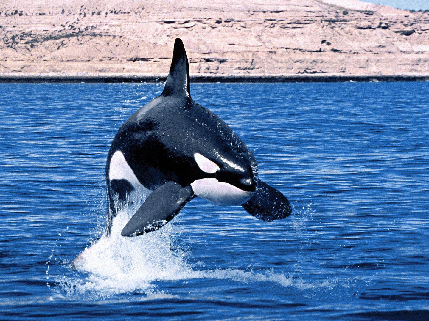 Orca Background.jpg