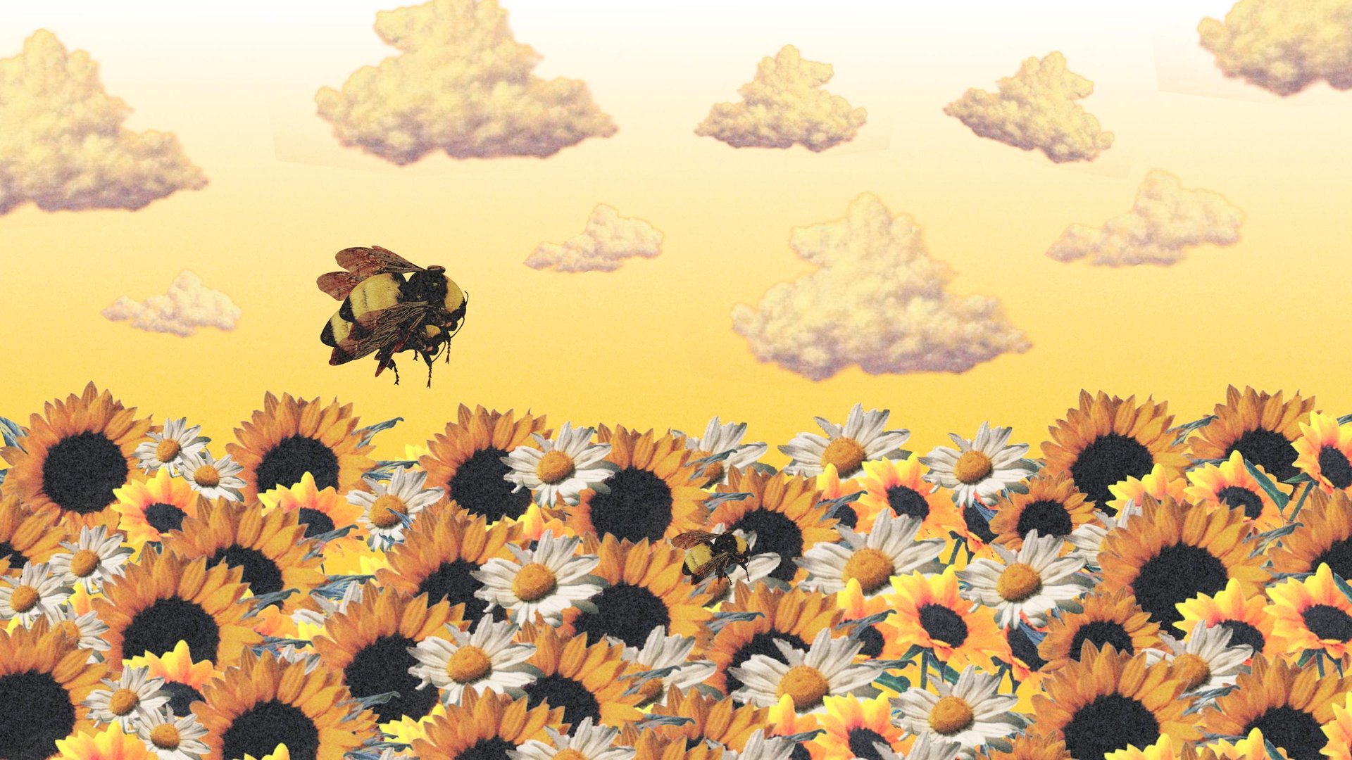 Flower Boy Tyler the Crea Wallpapers.jpg
