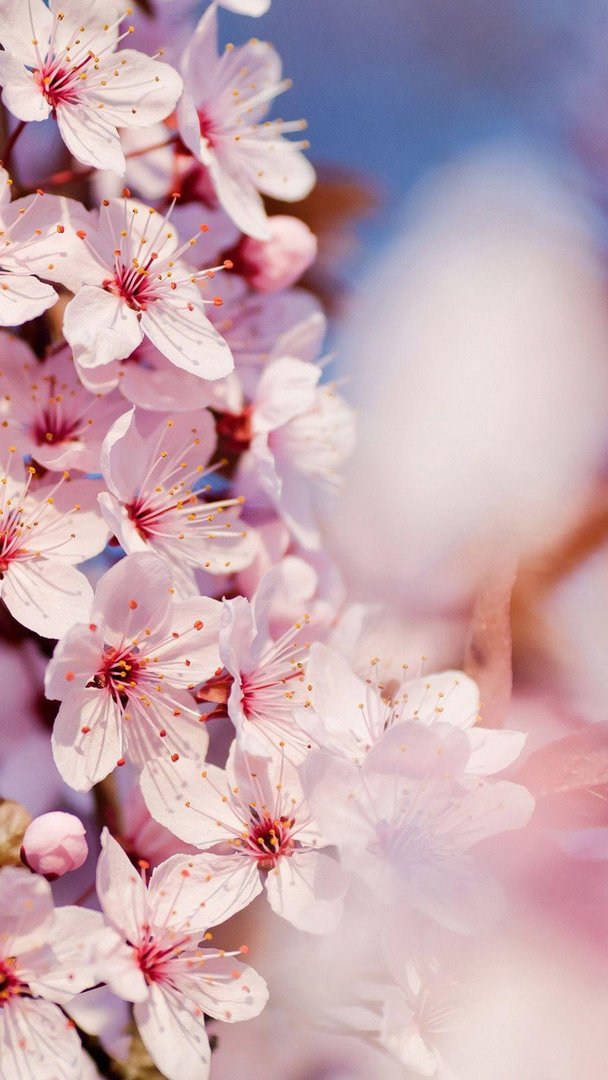 Japanese Cherry Blossom i Wallpapers.jpg
