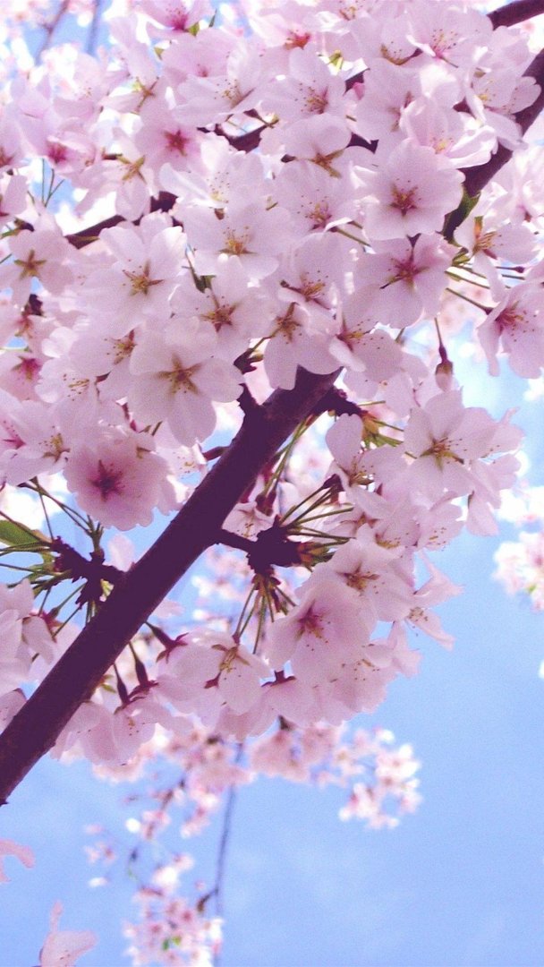 Japanese Cherry Blossom i Images.jpg