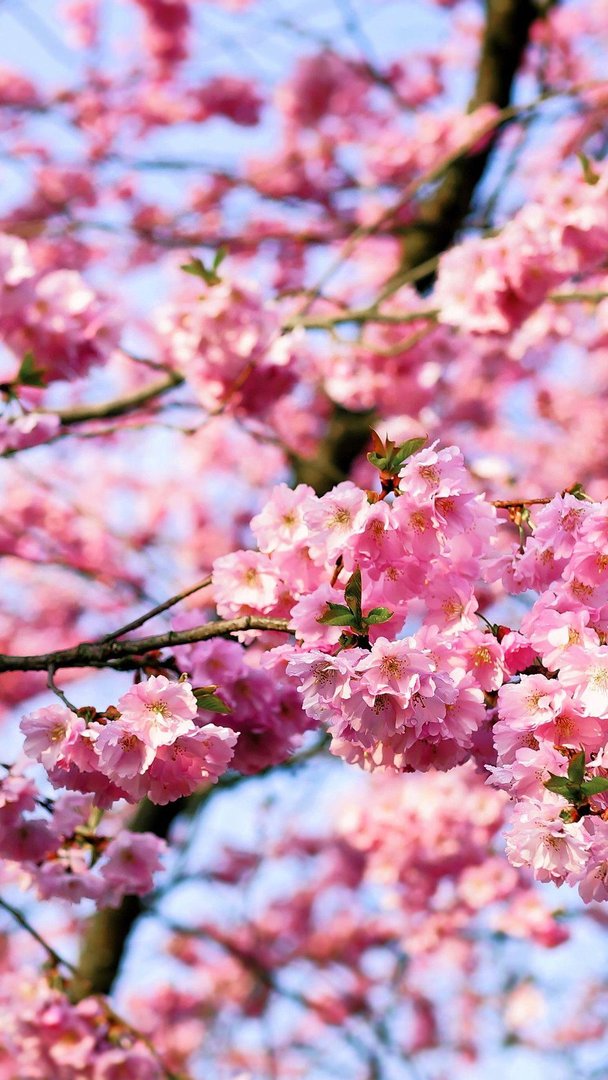 Japanese Cherry Blossom i Pictures.jpg