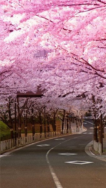 Japanese Cherry Blossom i