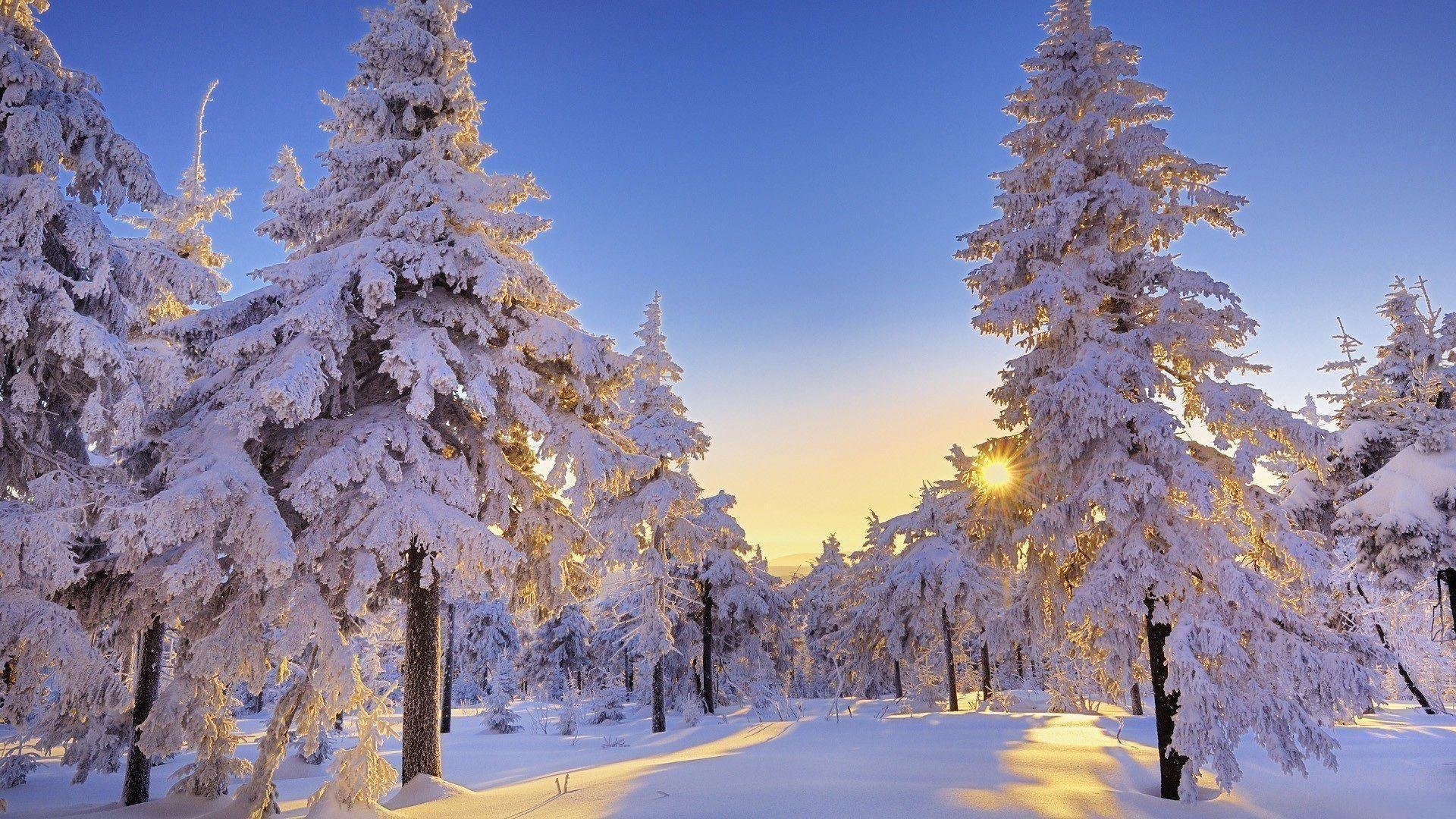 Winter Wonderland Desktop Wallpapers.jpg