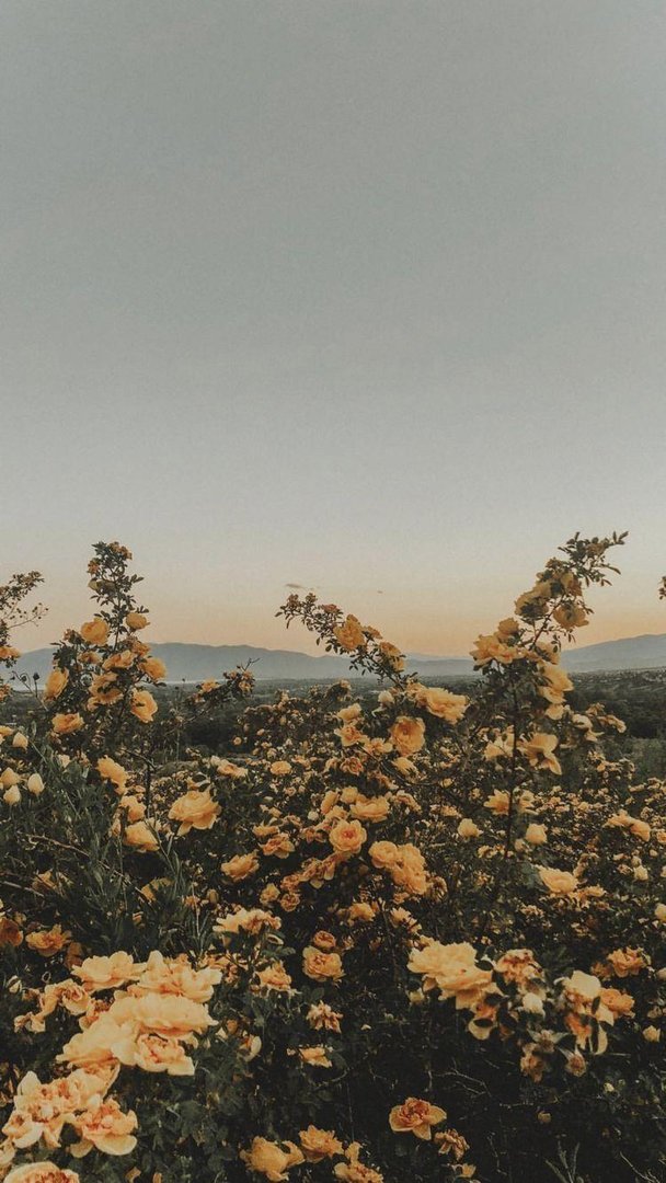 Nature Aesthetic Wallpapers.jpg