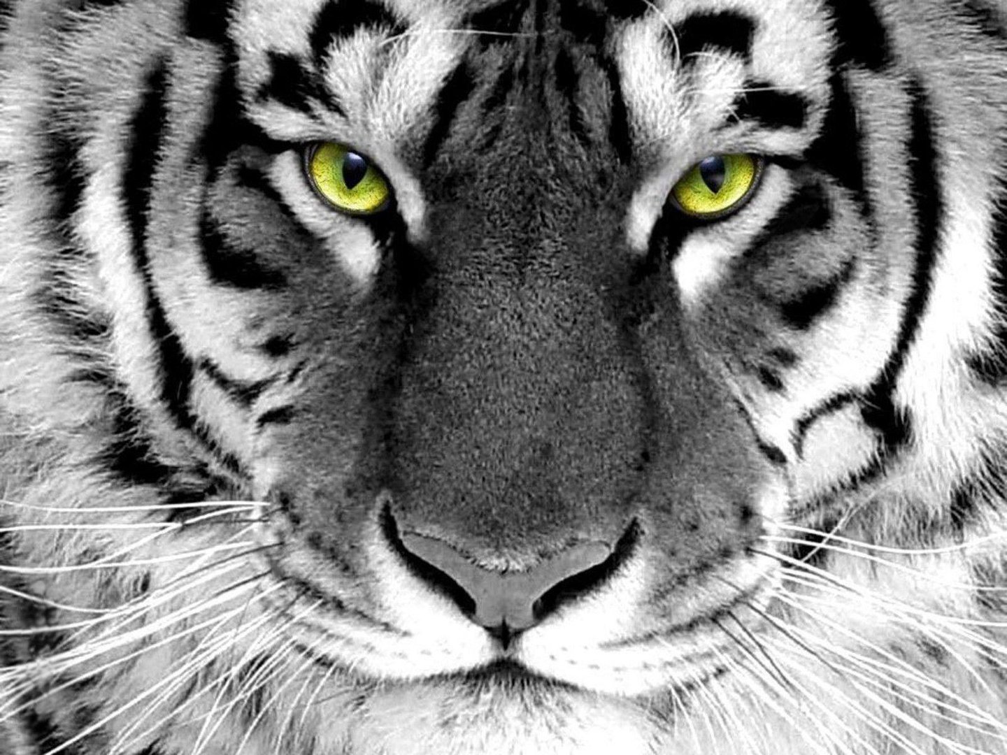 White Tiger Wallpapers.jpg