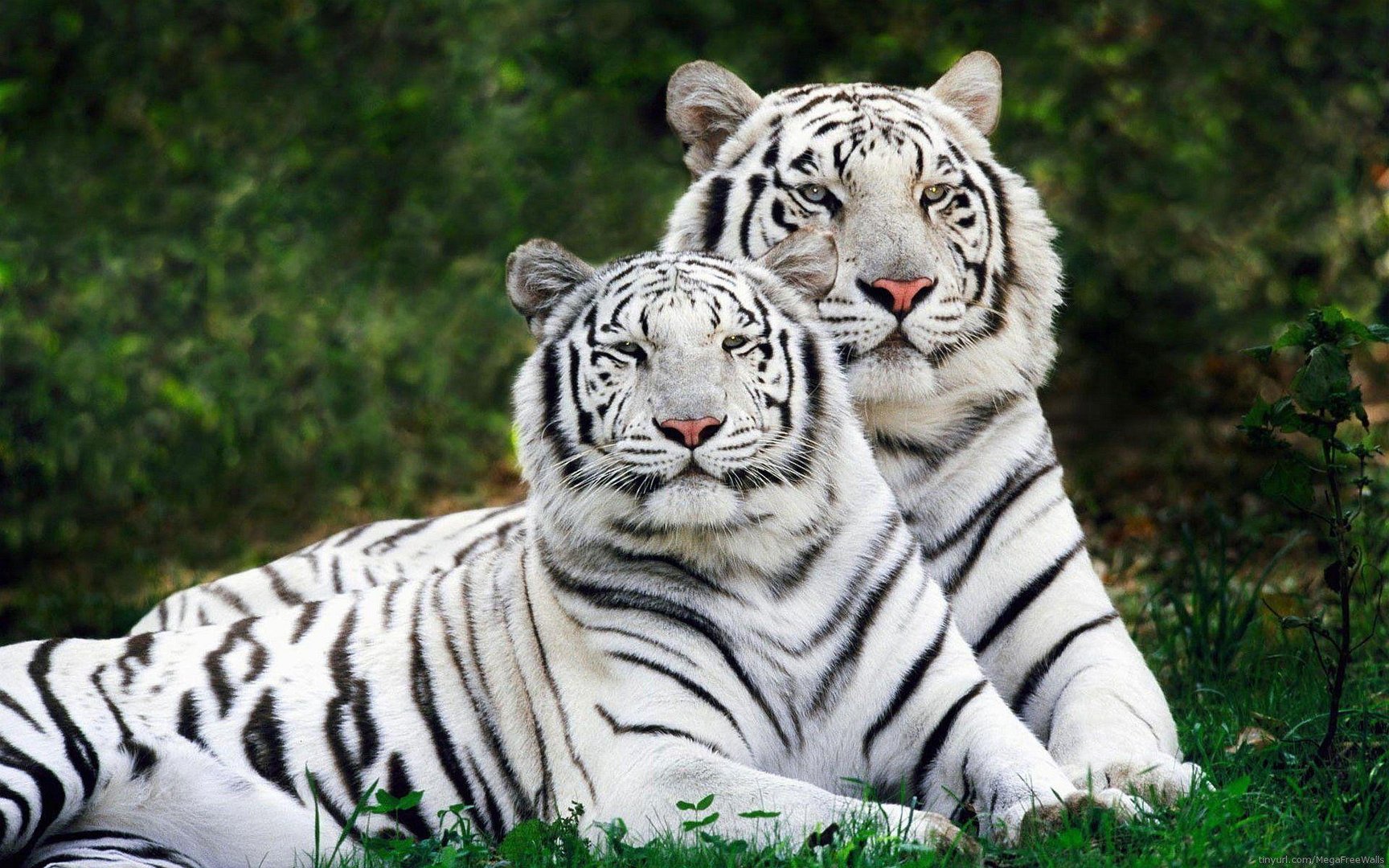 White Tiger Images.jpg