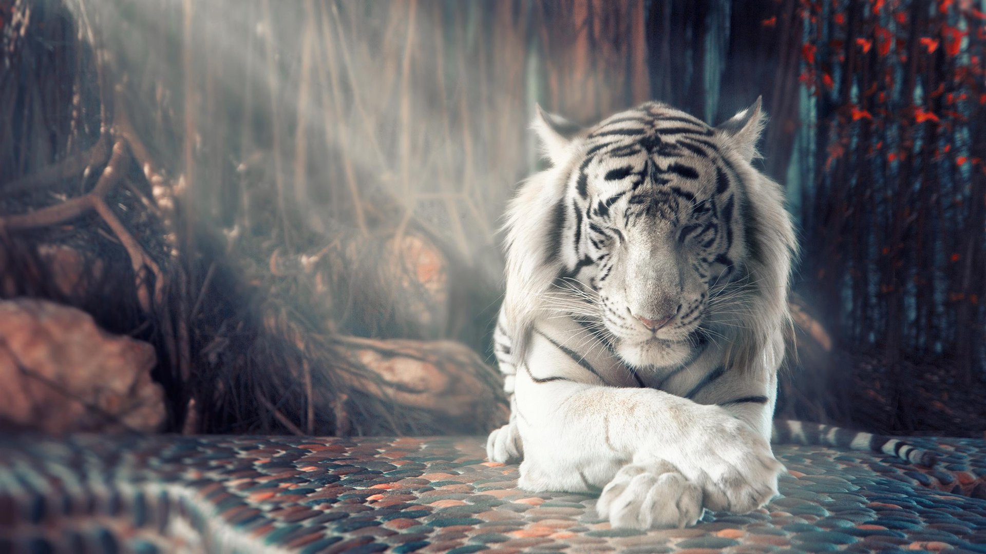 White Tiger Pictures.jpg