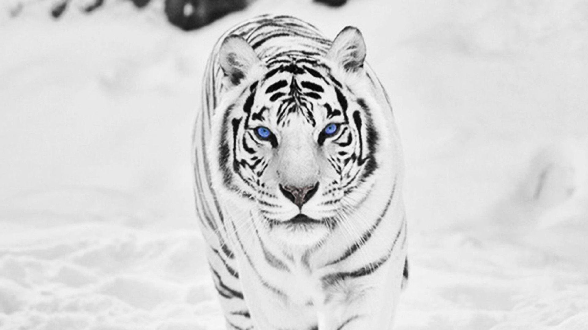 White Tiger Wallpaper.jpg