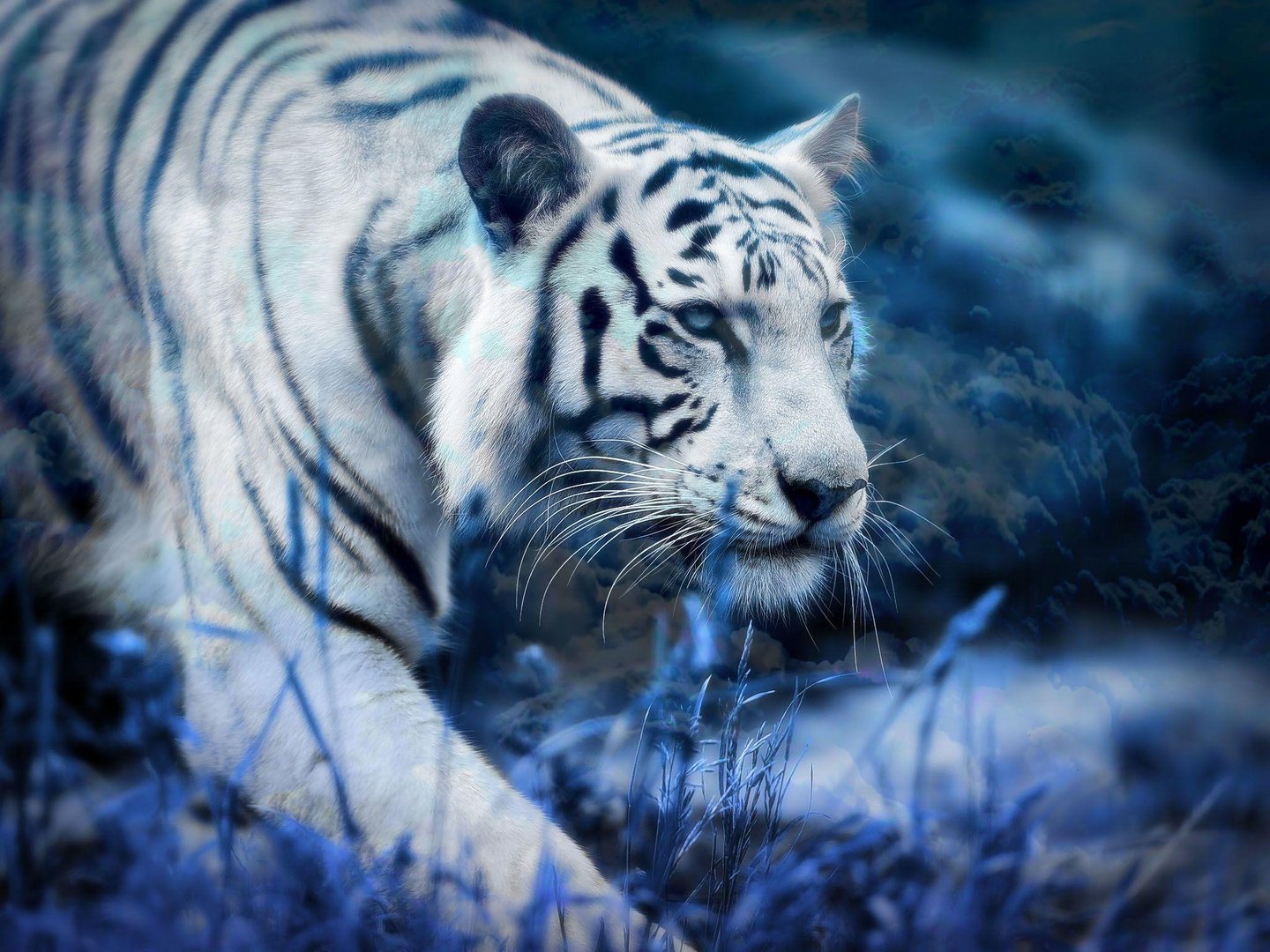 White Tiger Background.jpg