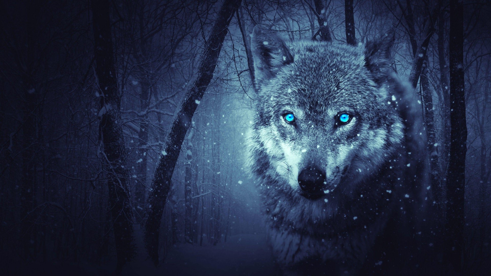 Blue Wolf Wallpapers.jpg