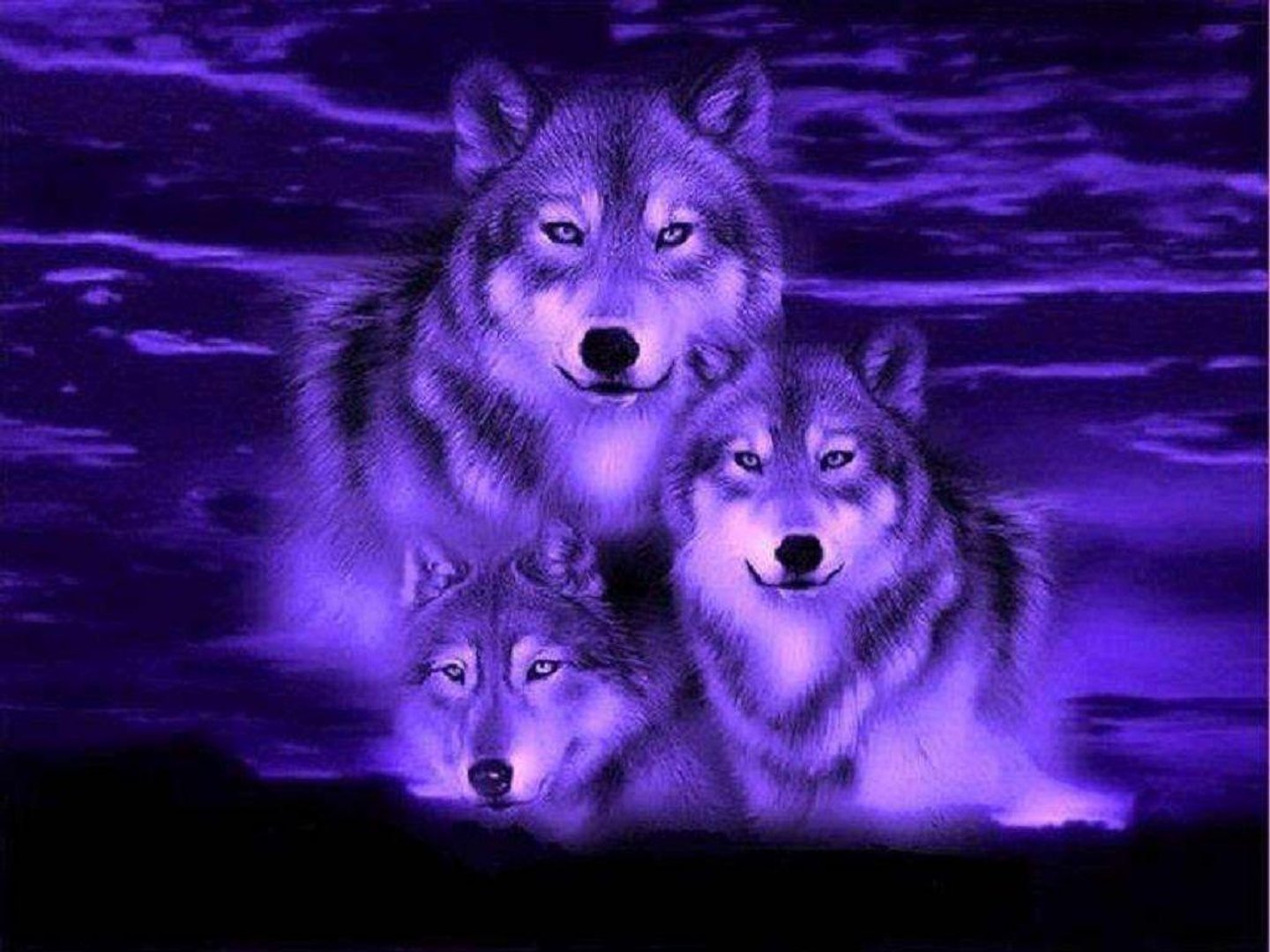 Blue Wolf Images.jpg