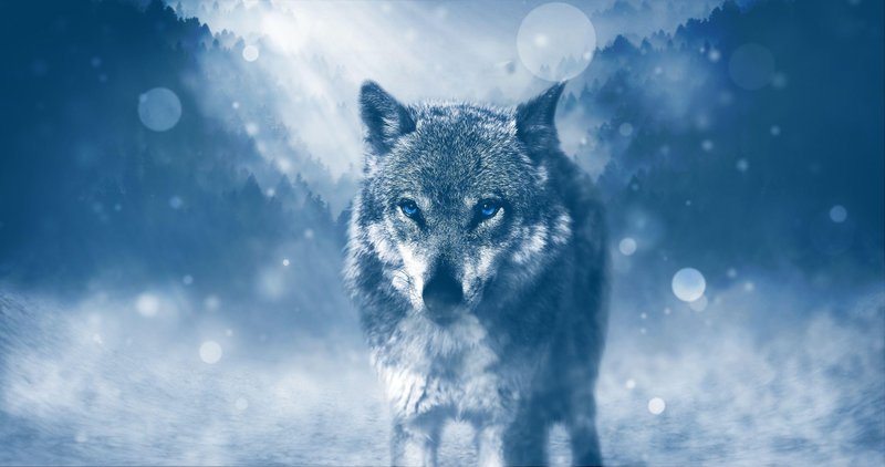 Blue Wolf