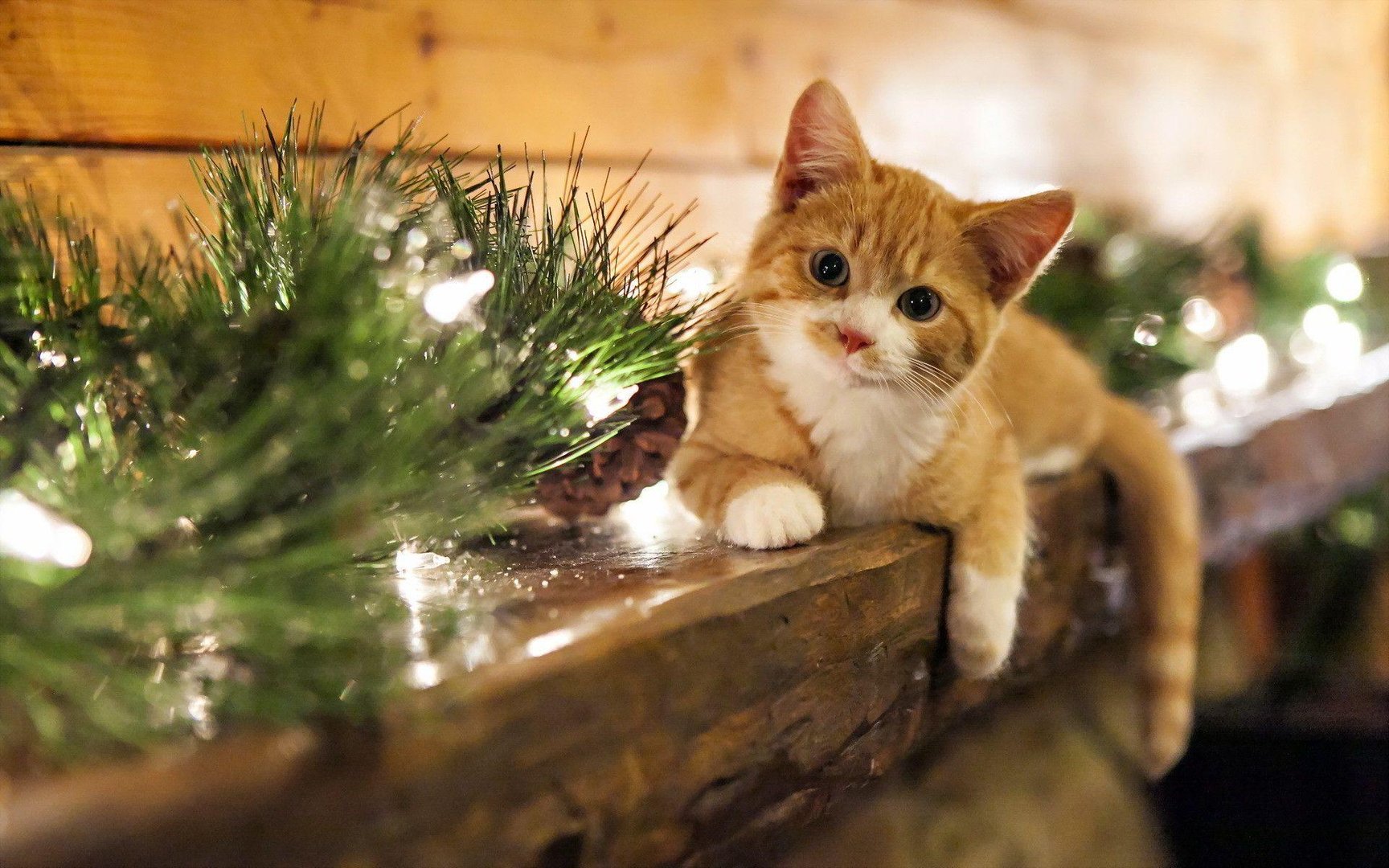 Cute Christmas Cat Wallpapers.jpg
