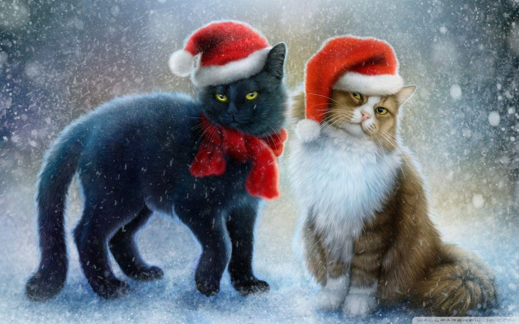 Cute Christmas Cat Images.jpg
