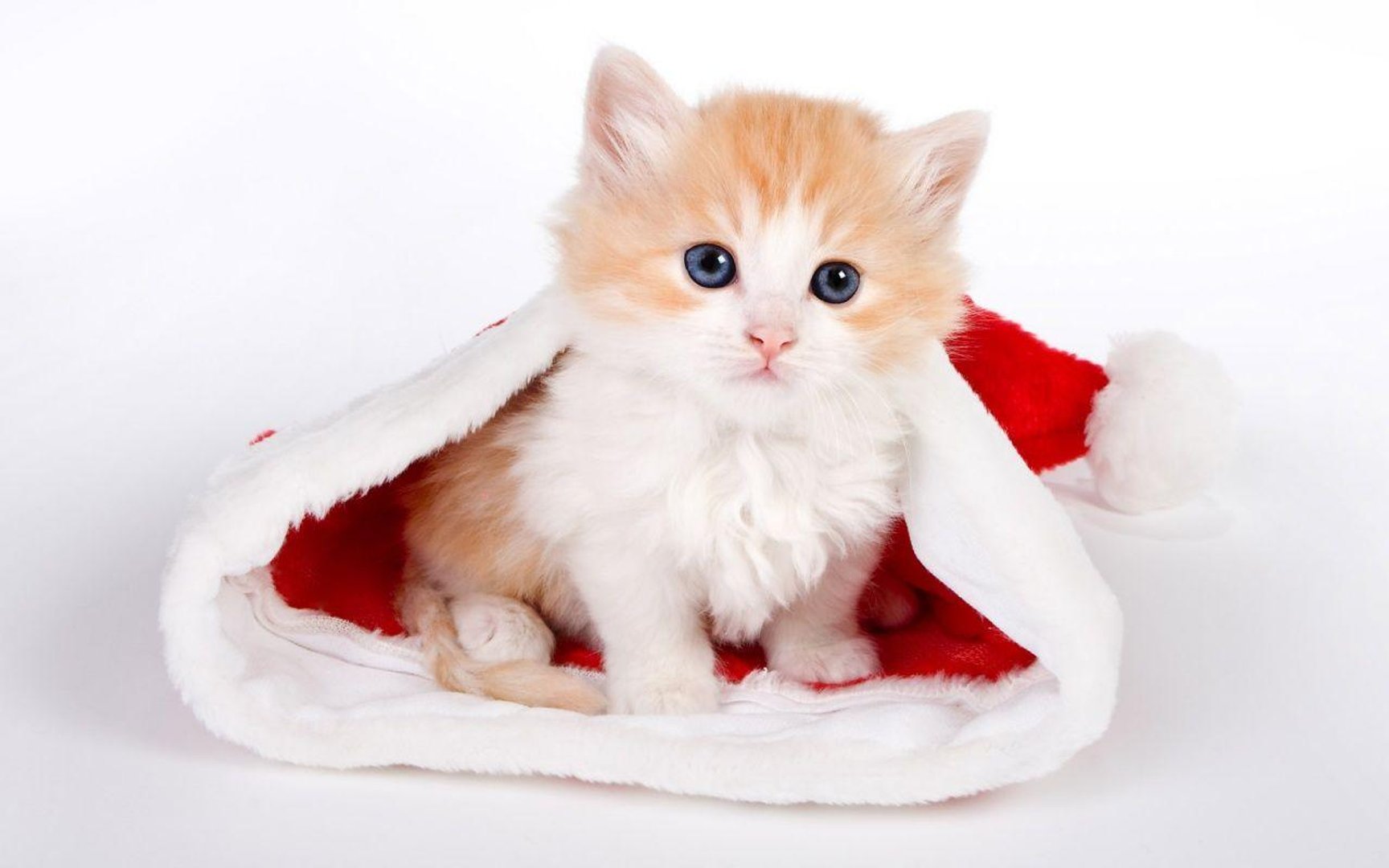 Cute Christmas Cat Pictures.jpg