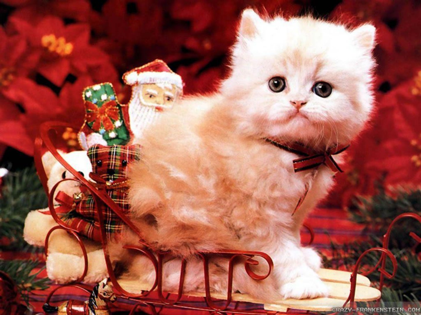 Cute Christmas Cat Wallpaper.jpg
