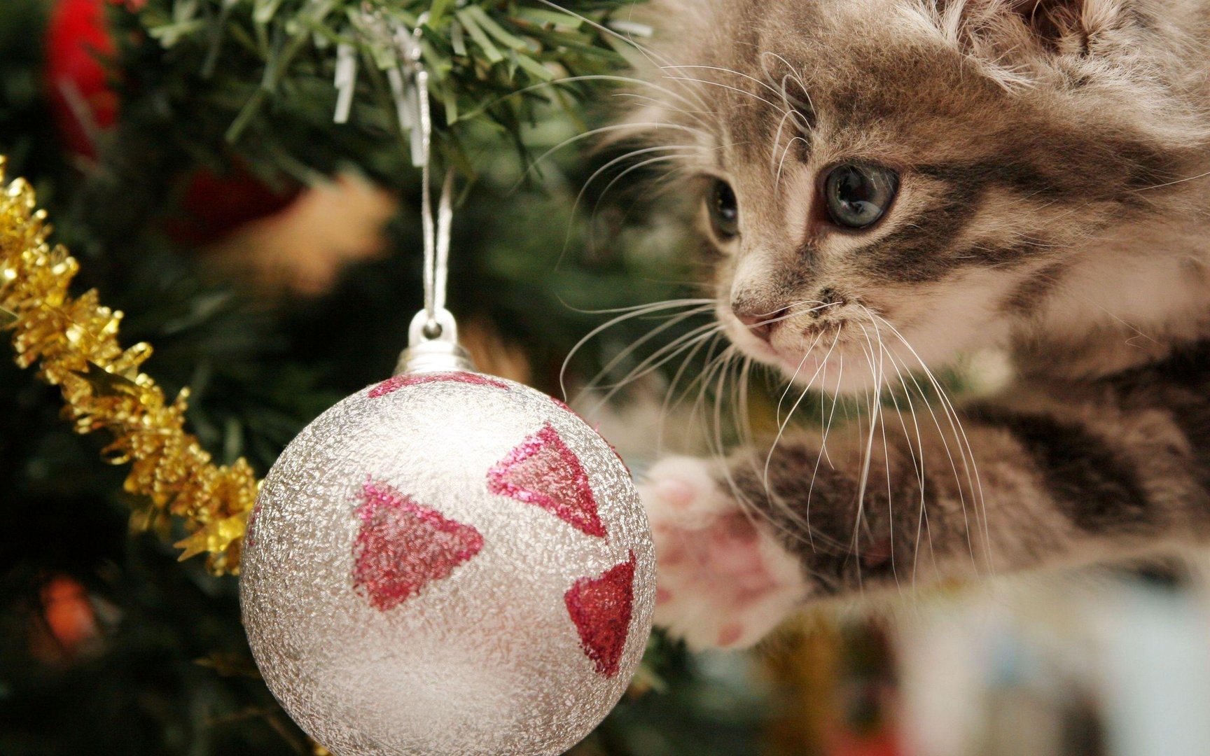 Cute Christmas Cat Background.jpg