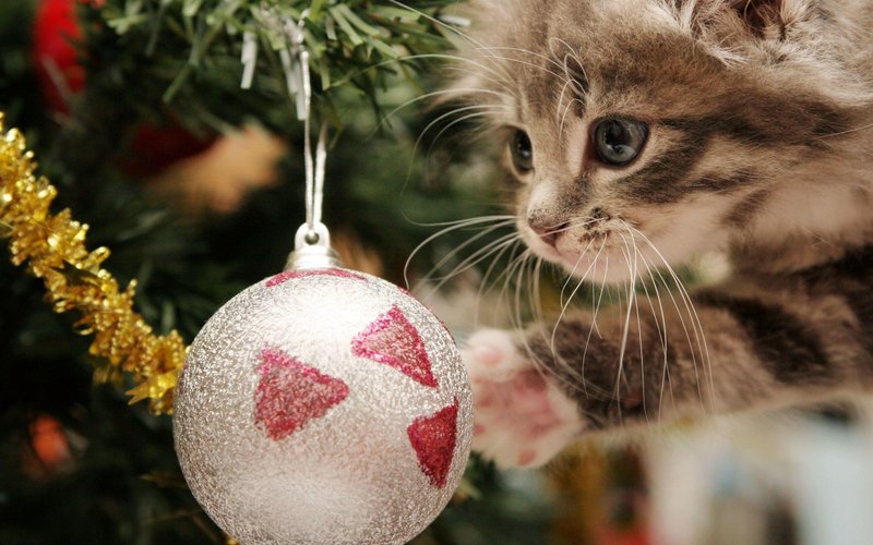 Cute Christmas Cat