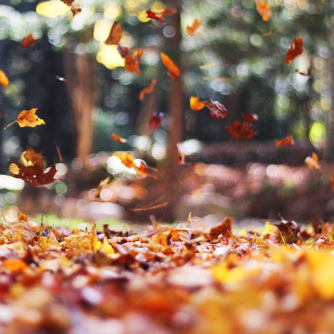 Fall iPad Wallpapers.jpg