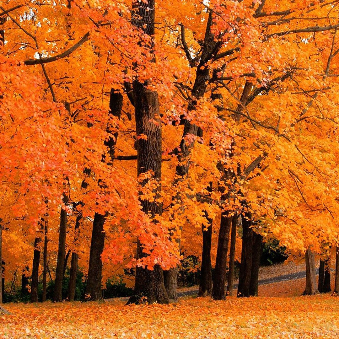 Fall iPad Images.jpg