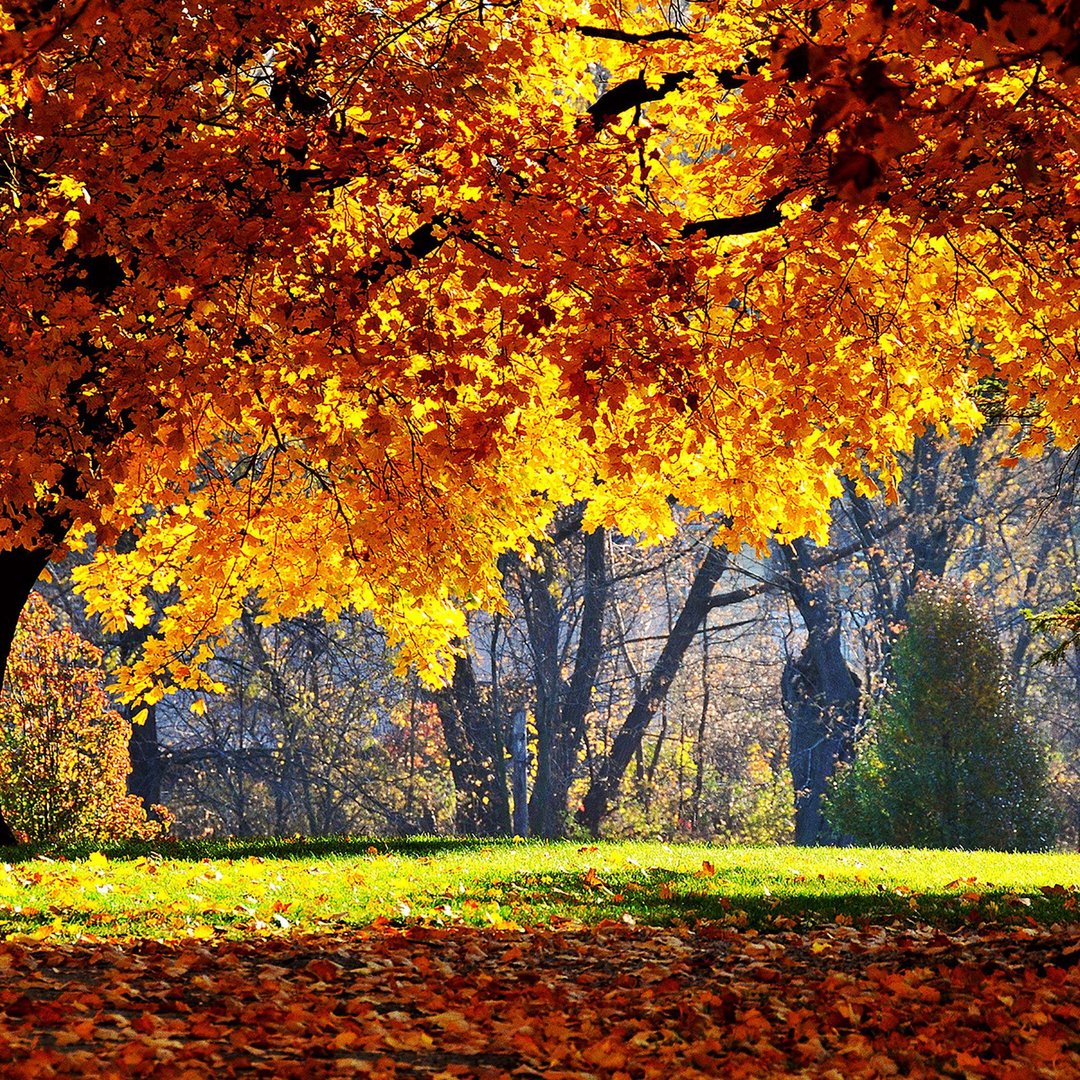 Fall iPad Pictures.jpg
