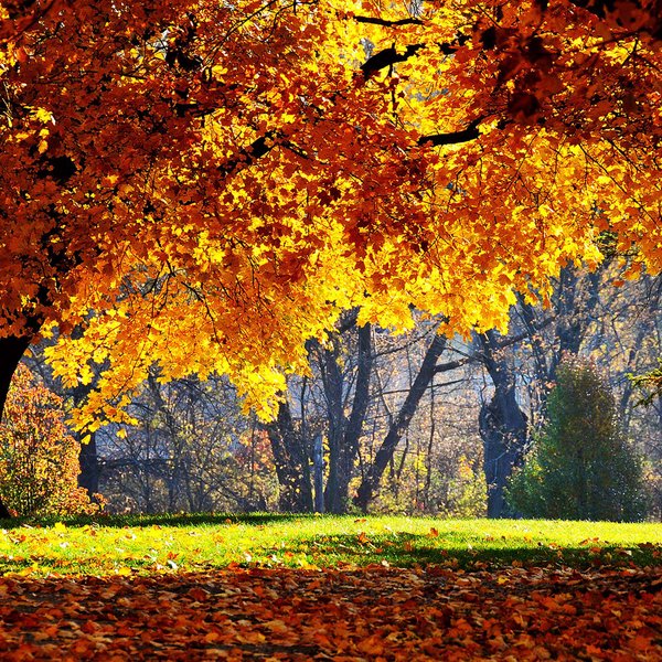 Fall iPad