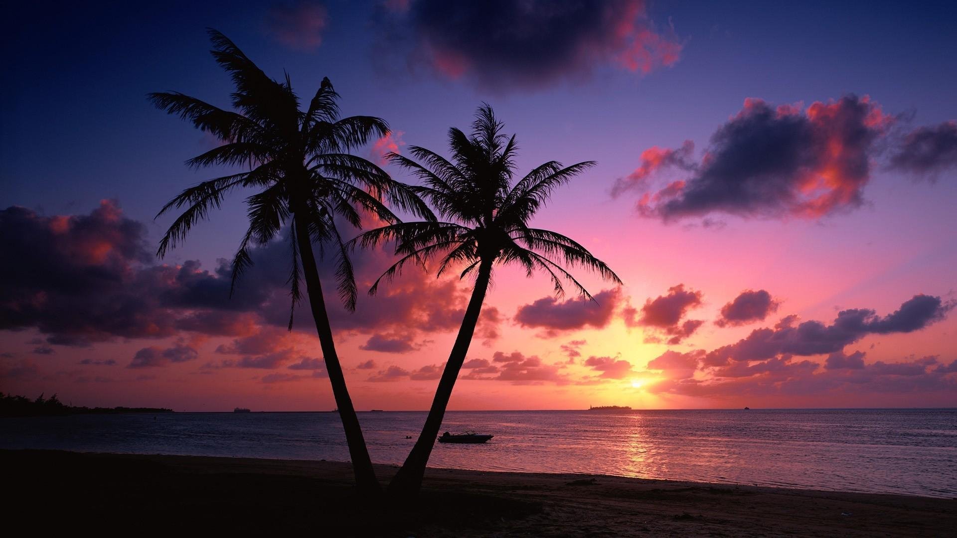 Palm Tree Sunset Pictures.jpg