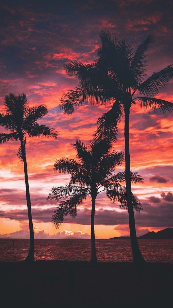 Palm Tree Sunset Wallpaper.jpg