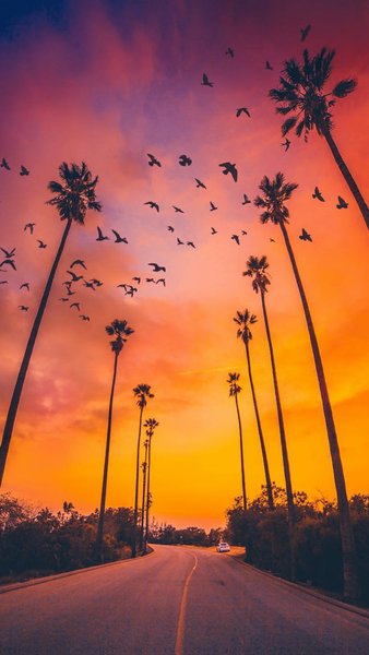 Palm Tree Sunset