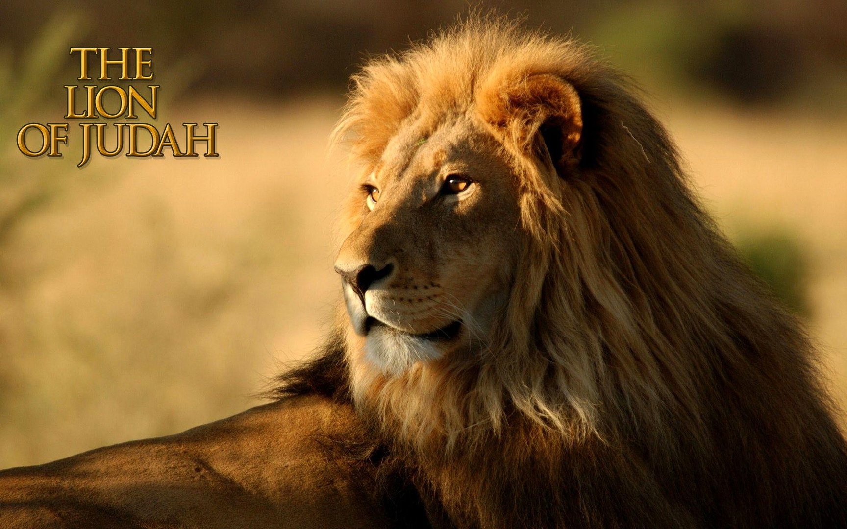 Lion of Judah Pictures.jpg