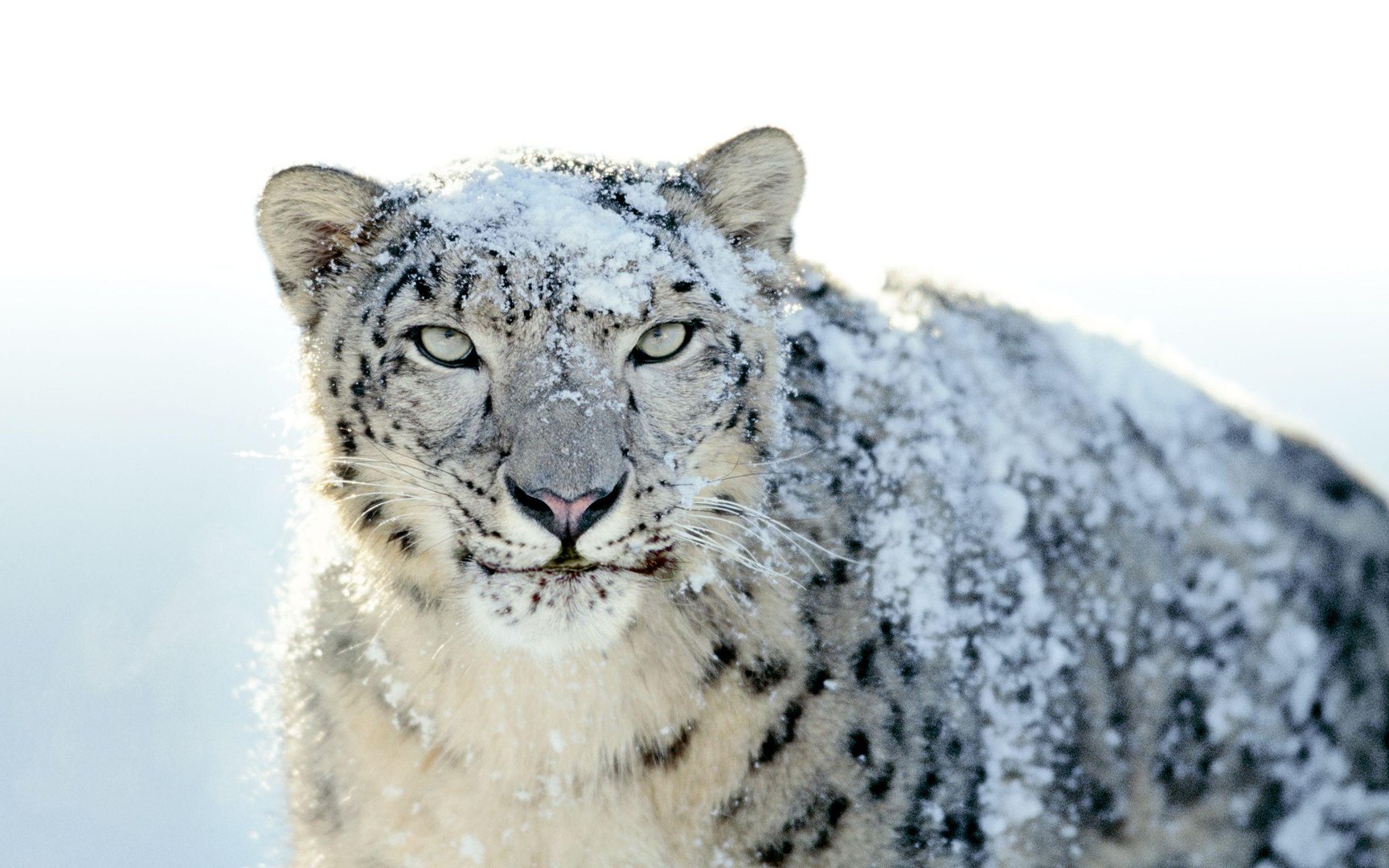 Snow Leopard Wallpapers.jpg