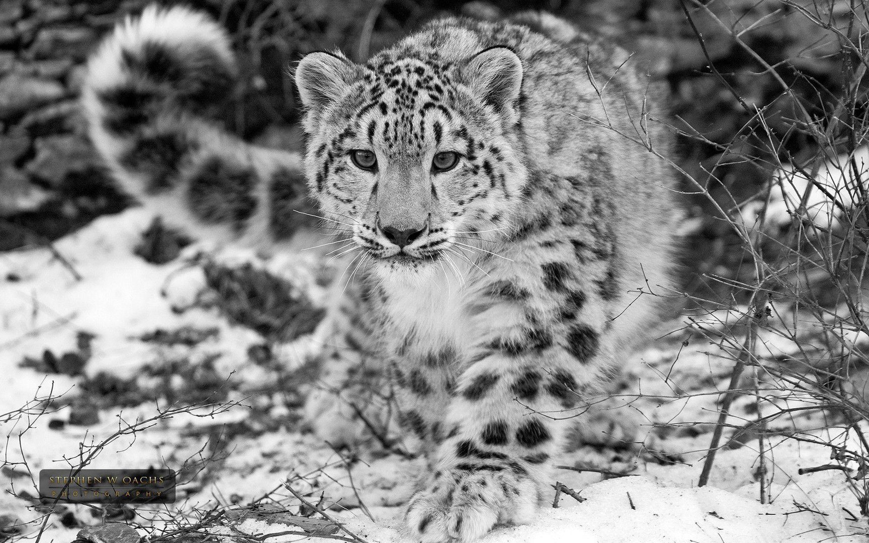 Snow Leopard Images.jpg