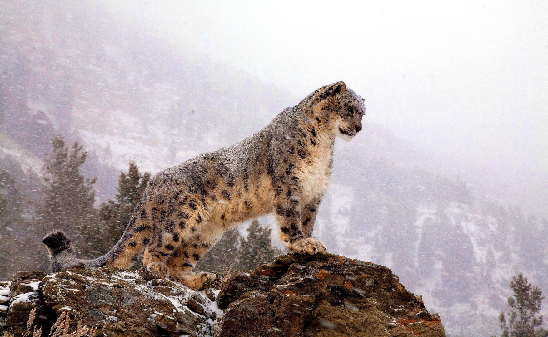 Snow Leopard Pictures.jpg