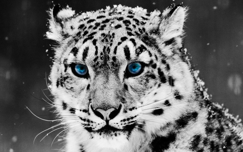 Snow Leopard