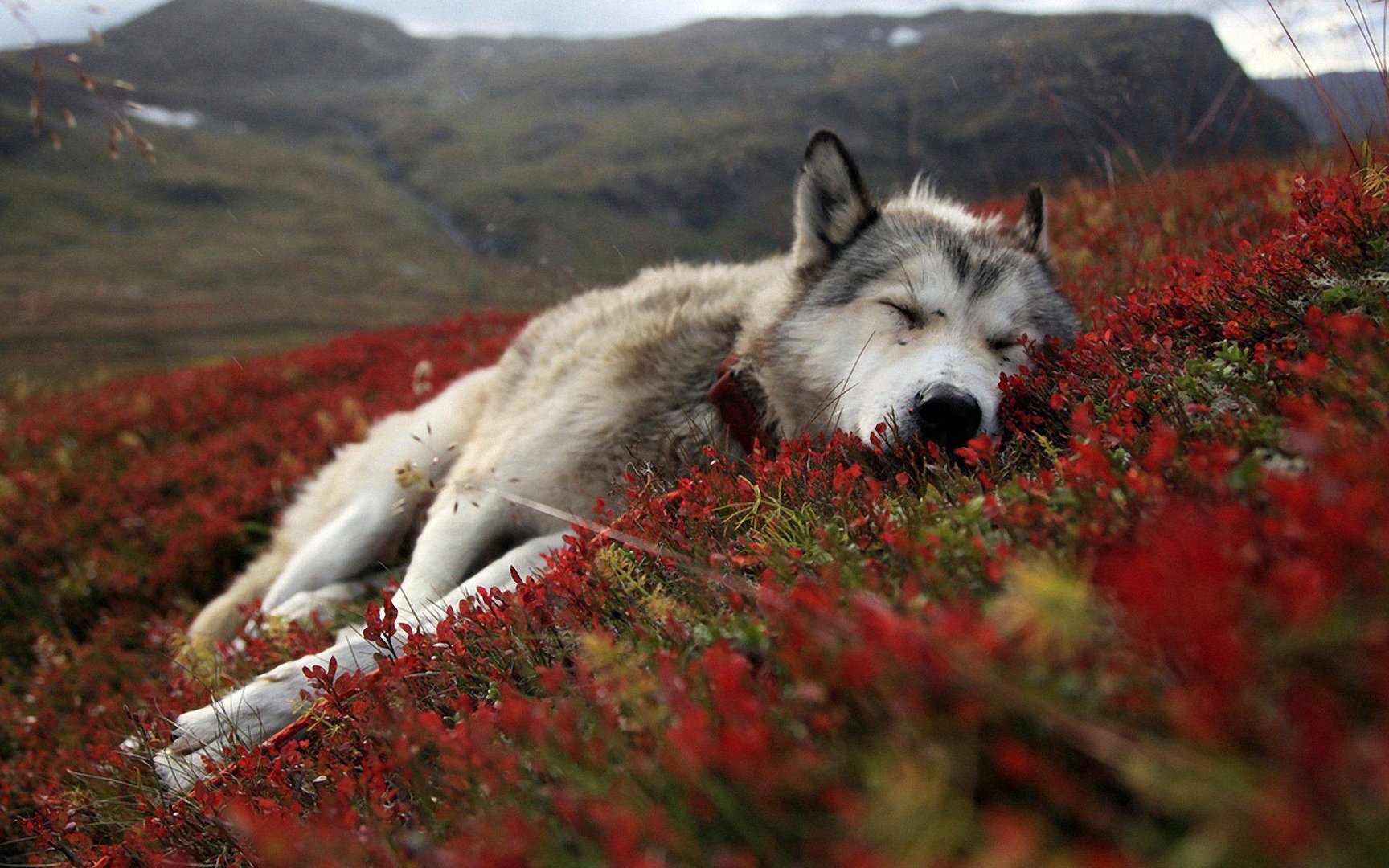 Alaska Wallpaper.jpg