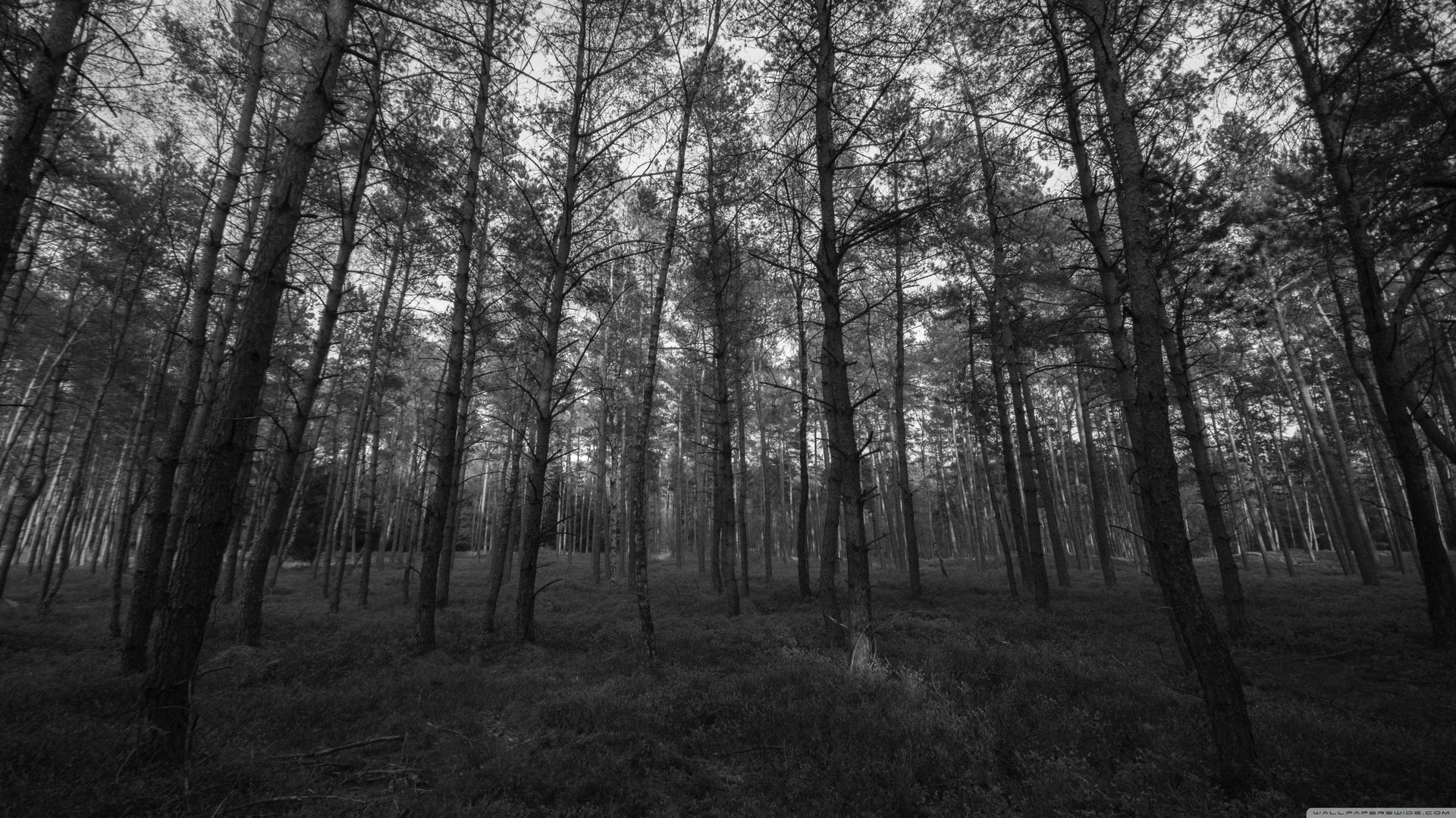 4K Black and White Images.jpg