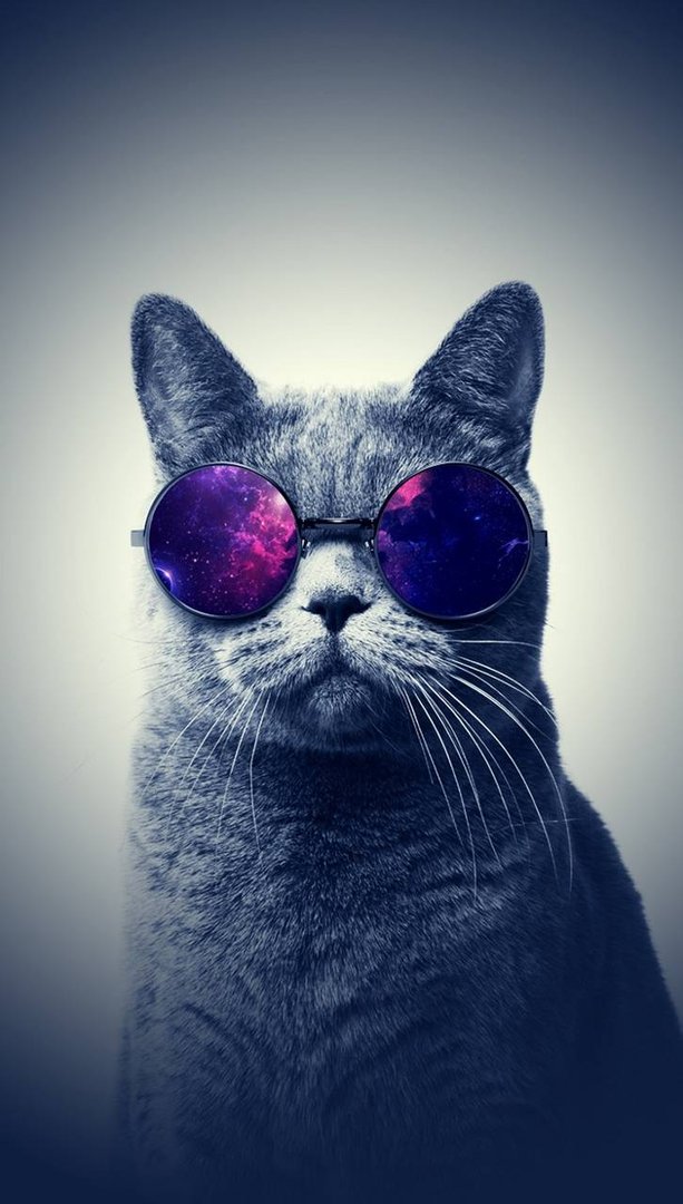 Cool Cat Wallpapers.jpg